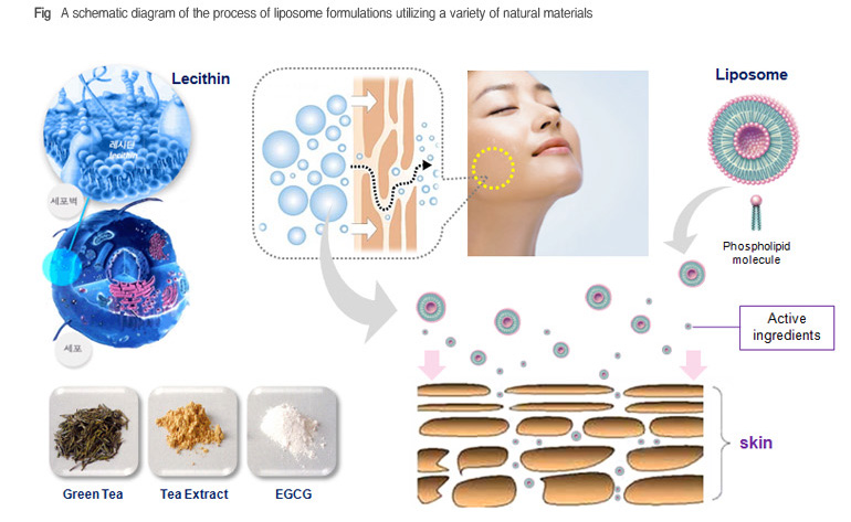 Liposome