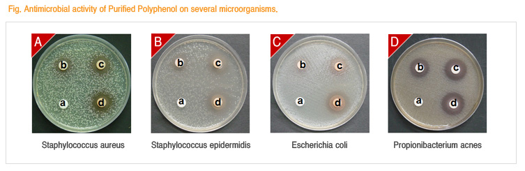 Micro Organism